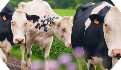 Beurre breton